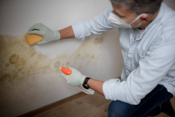 Best Mold Testing  in Arnold, CA