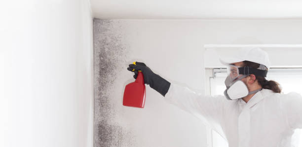 Best Mold Remediation  in Arnold, CA