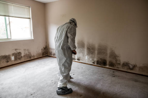 Best Toxic Mold Removal  in Arnold, CA