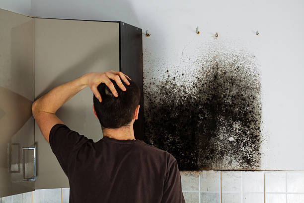 Best Fast Mold Removal  in Arnold, CA