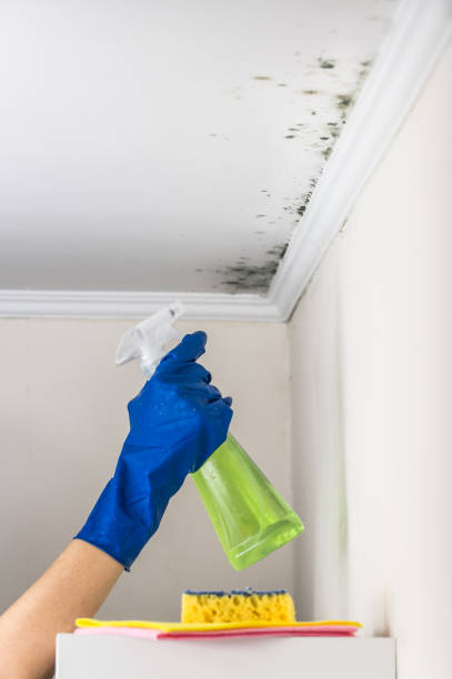 Best Professional Mold Removal  in Arnold, CA