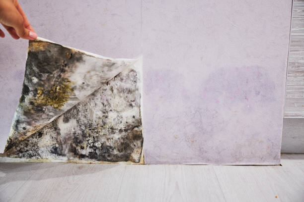 Best Commercial Mold Removal  in Arnold, CA
